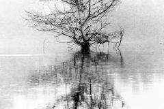 BWBayou