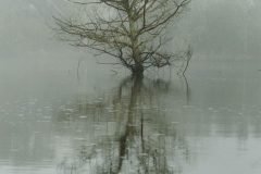 Cypress