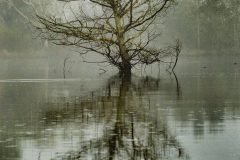 Dehaze Cypress Tree