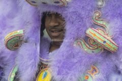 Mardis Gras Indian Violet