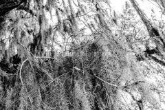 PseudoIRTRees