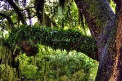 Resurection Fern in City Park