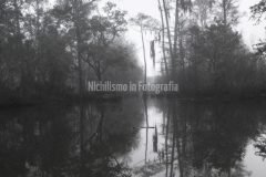 Cypress Trees in Swamp