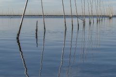 Oyster Bed