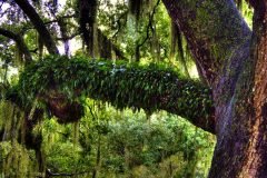 Resurection Fern in City Park