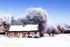 Frost Trees