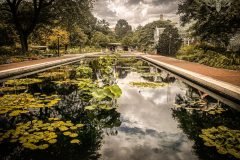 Lily Pool at Brooklyn Botanical Gardens