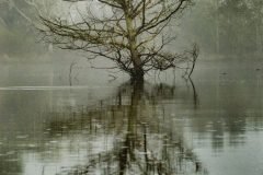 Dehaze Cypress Tree