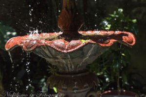 Fountain at Pharmacy Museum, New Orleans