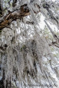 Spanish moss on live oak tree